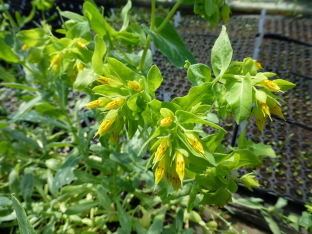 Cerinthe minor